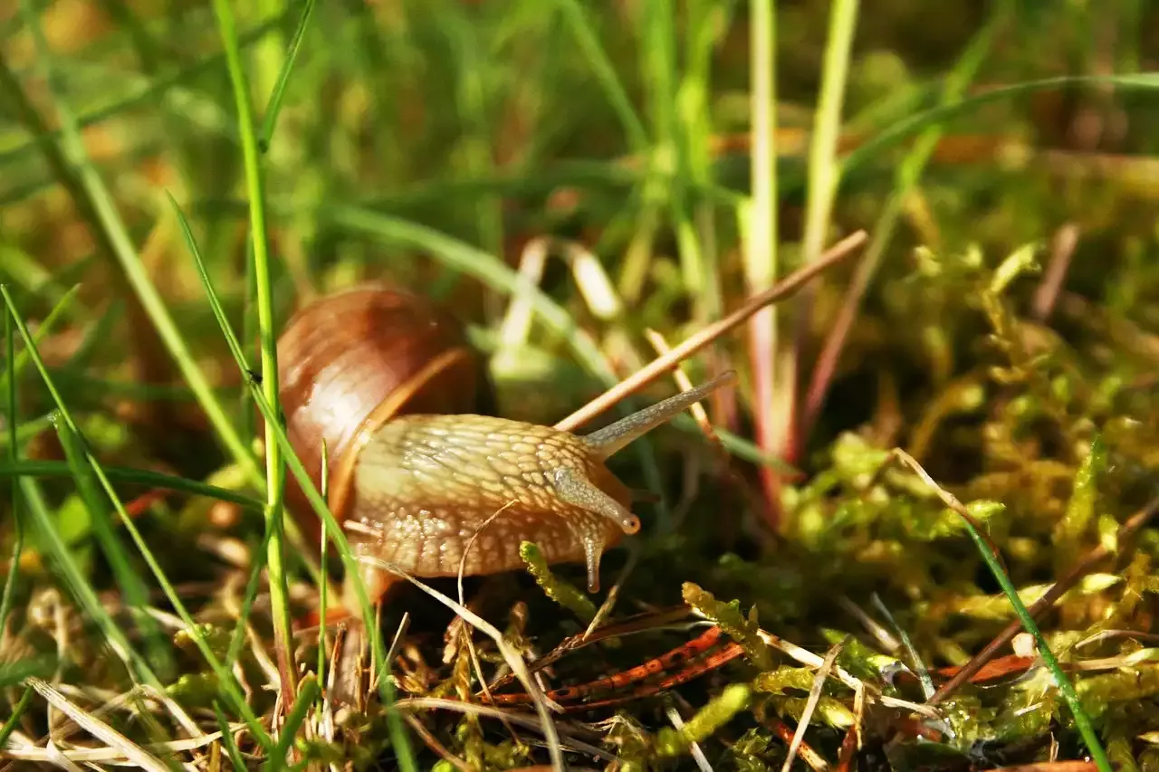 Some Essential Woodwind Instrument Techniques