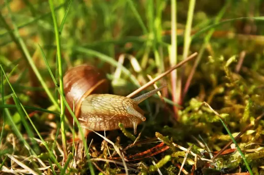 Some Essential Woodwind Instrument Techniques